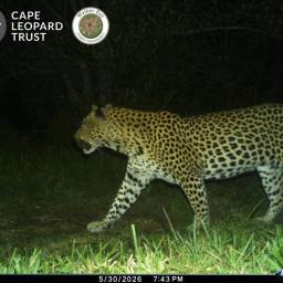 Leopard